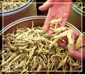 Bulk American Ginseng Roots